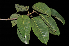 Ficus tsjakela